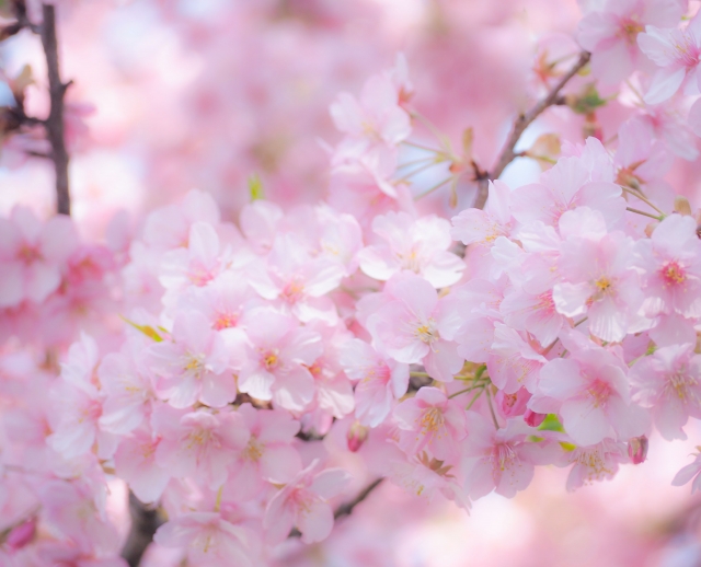 桜