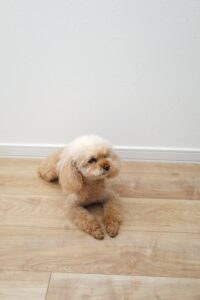 犬　フローリング