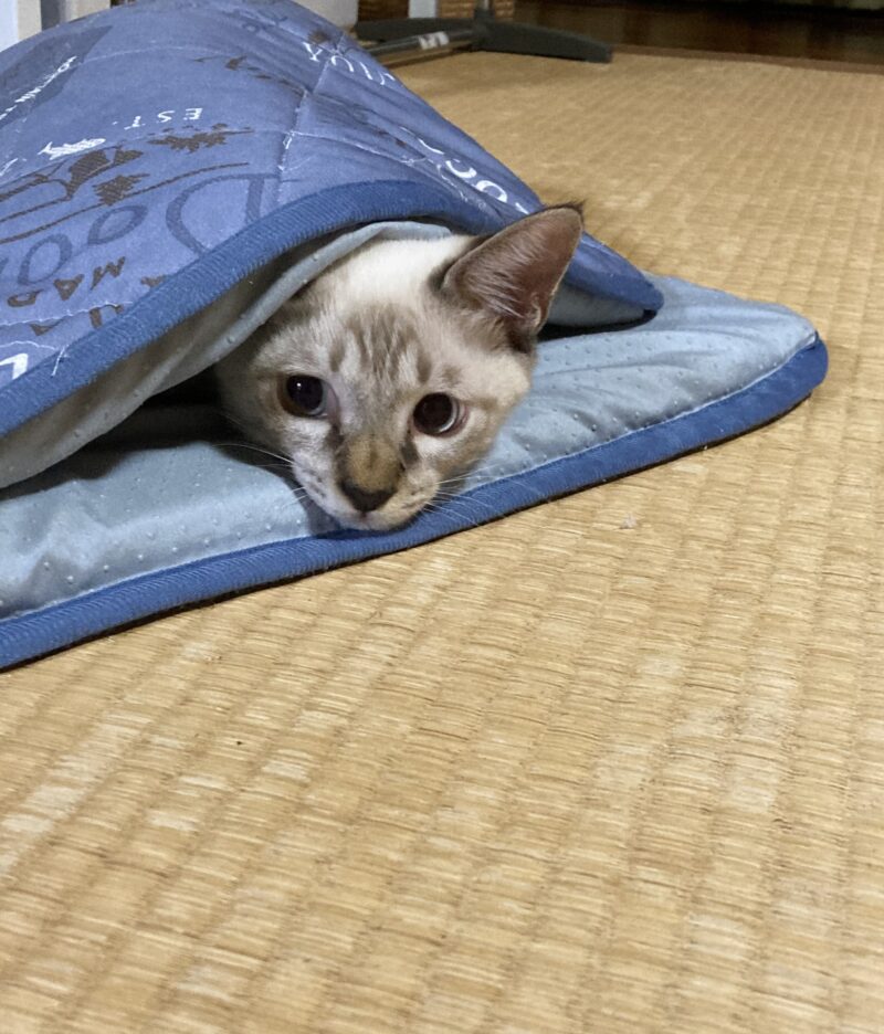 布団で寝る猫